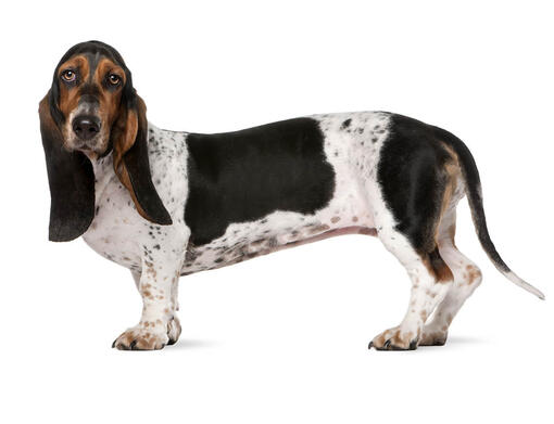 Basset Hound Dog Breed Information | Purina